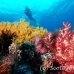 coral_soft_ni_h_0705_png1650.jpg